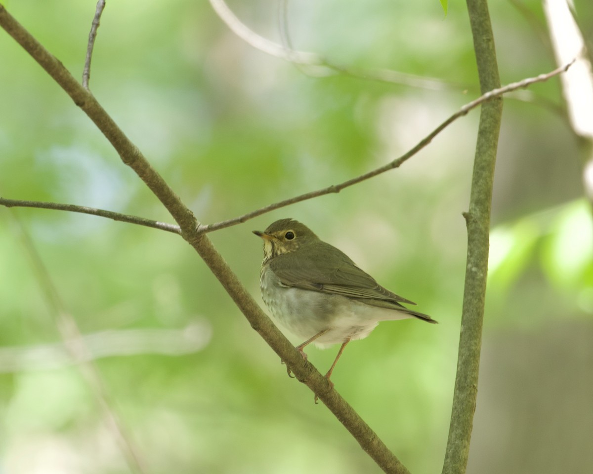 Swainson's Thrush - ML337208571