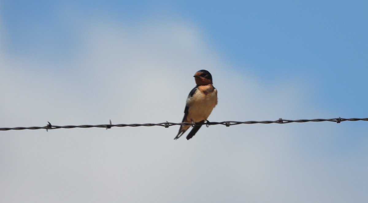 Barn Swallow - ML337209171