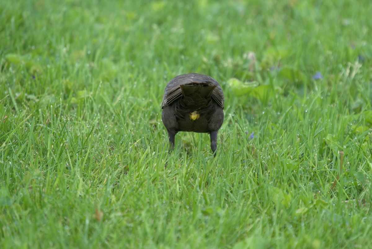 Yellow-headed Blackbird - ML337209801