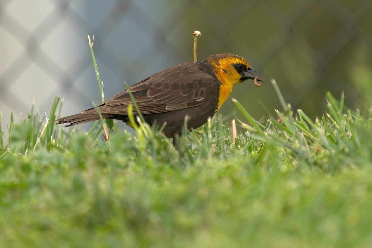 Yellow-headed Blackbird - ML337210601