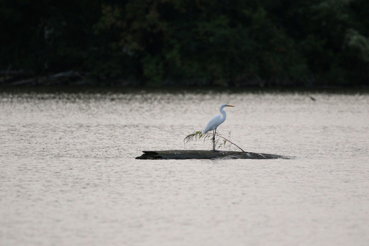 Great Egret - ML337210811