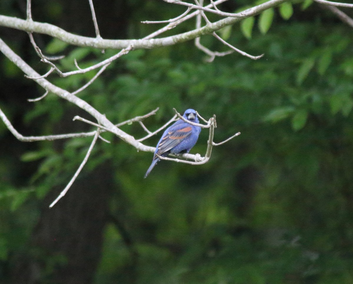 Blue Grosbeak - Megan  Foll