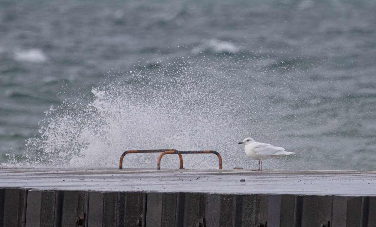 Iceland Gull (kumlieni/glaucoides) - Joel Strong