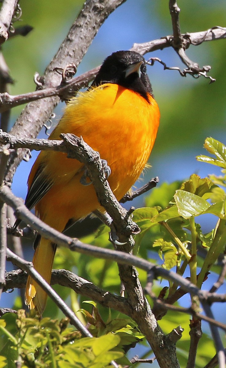 Baltimore Oriole - ML337213391