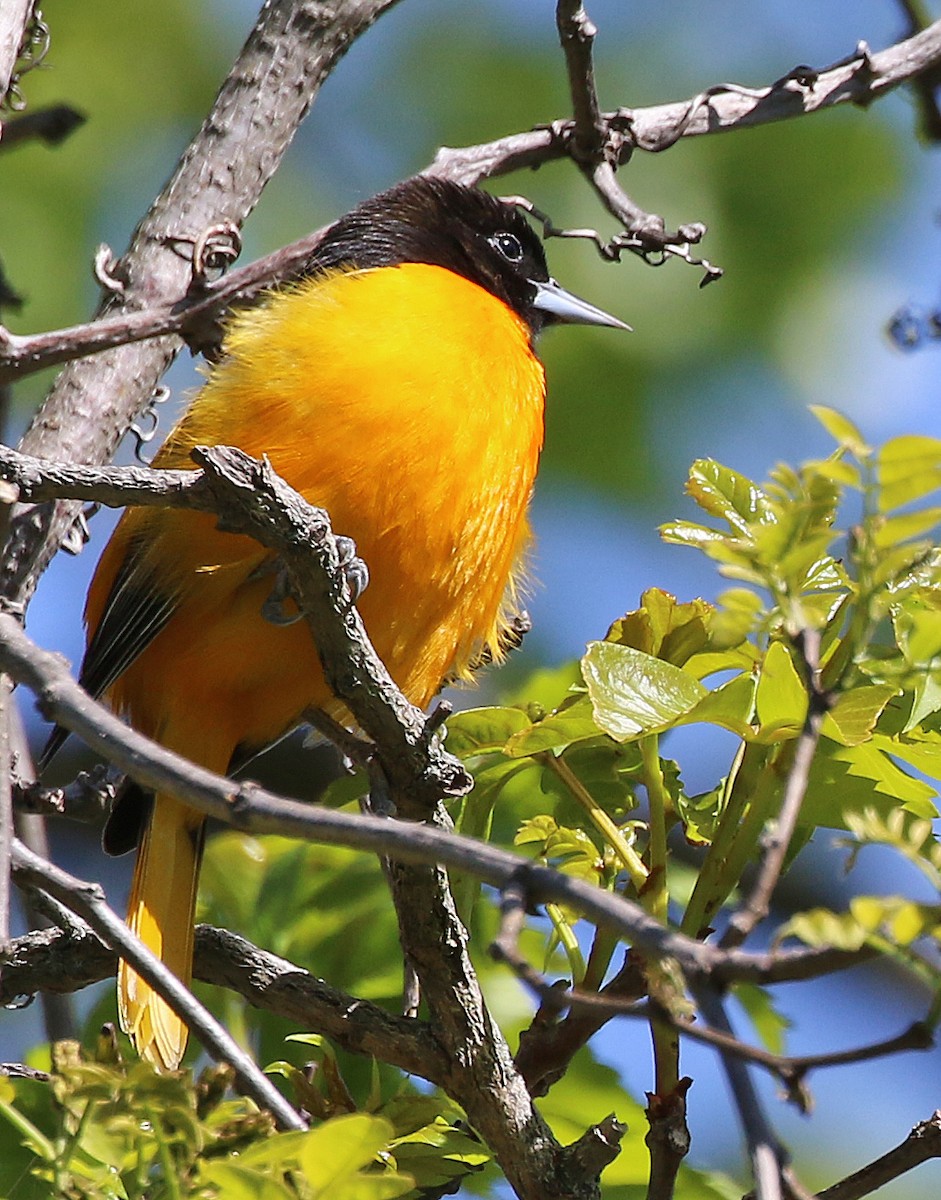 Baltimore Oriole - ML337213411