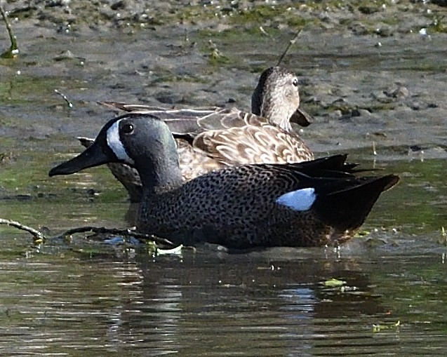 Blue-winged Teal - ML337213881