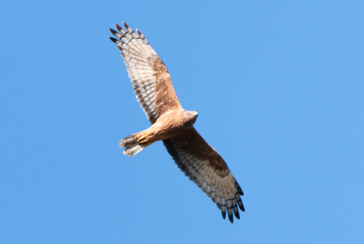 Swamp Harrier - ML337216911