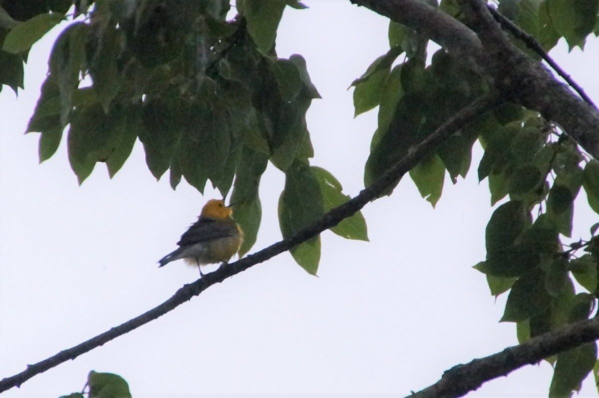 Prothonotary Warbler - Anonymous