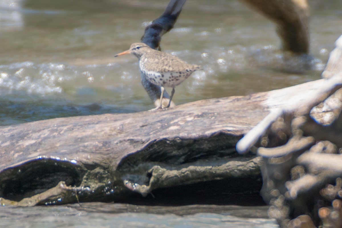 Spotted Sandpiper - ML337222311