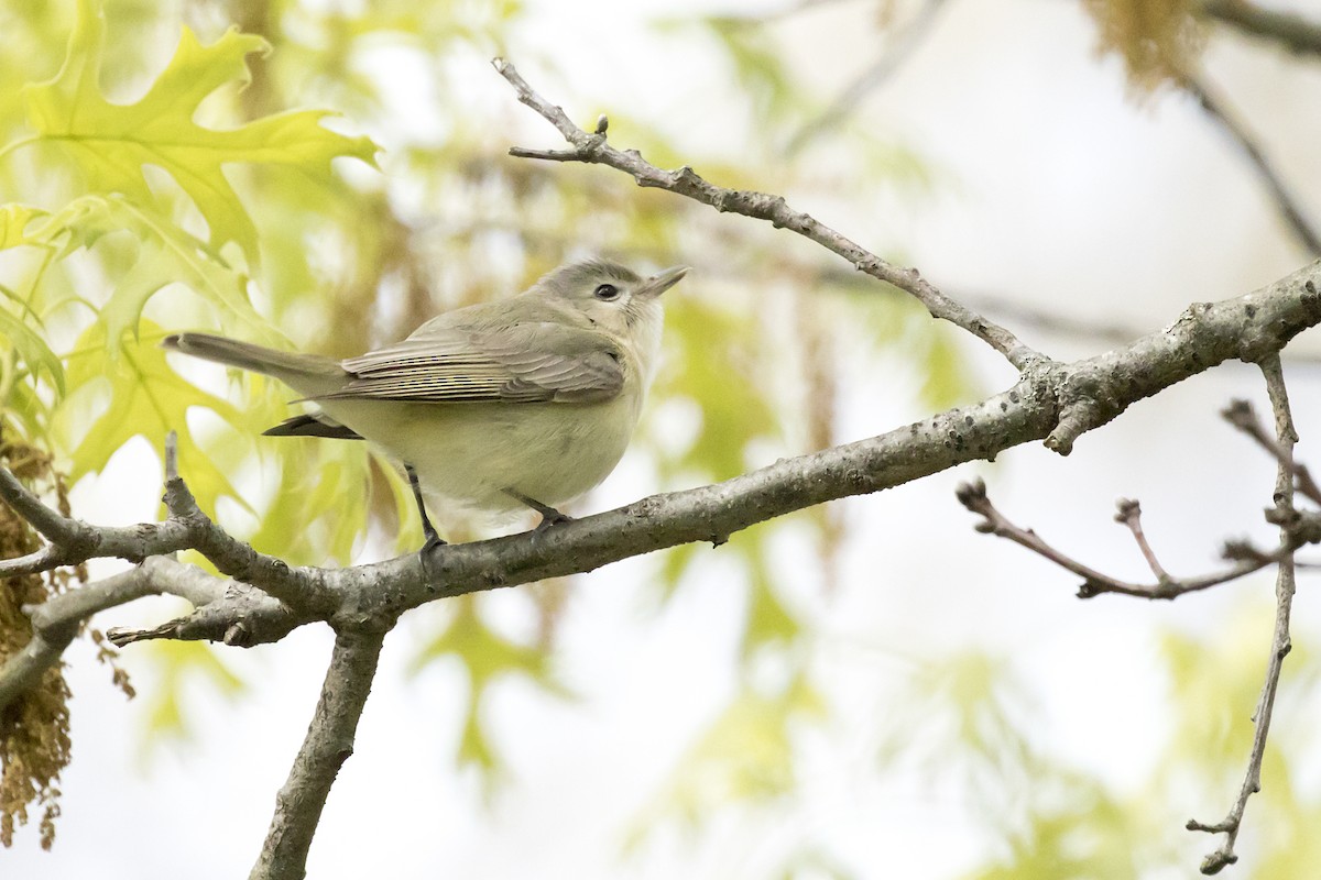 Warbling Vireo - ML337222421