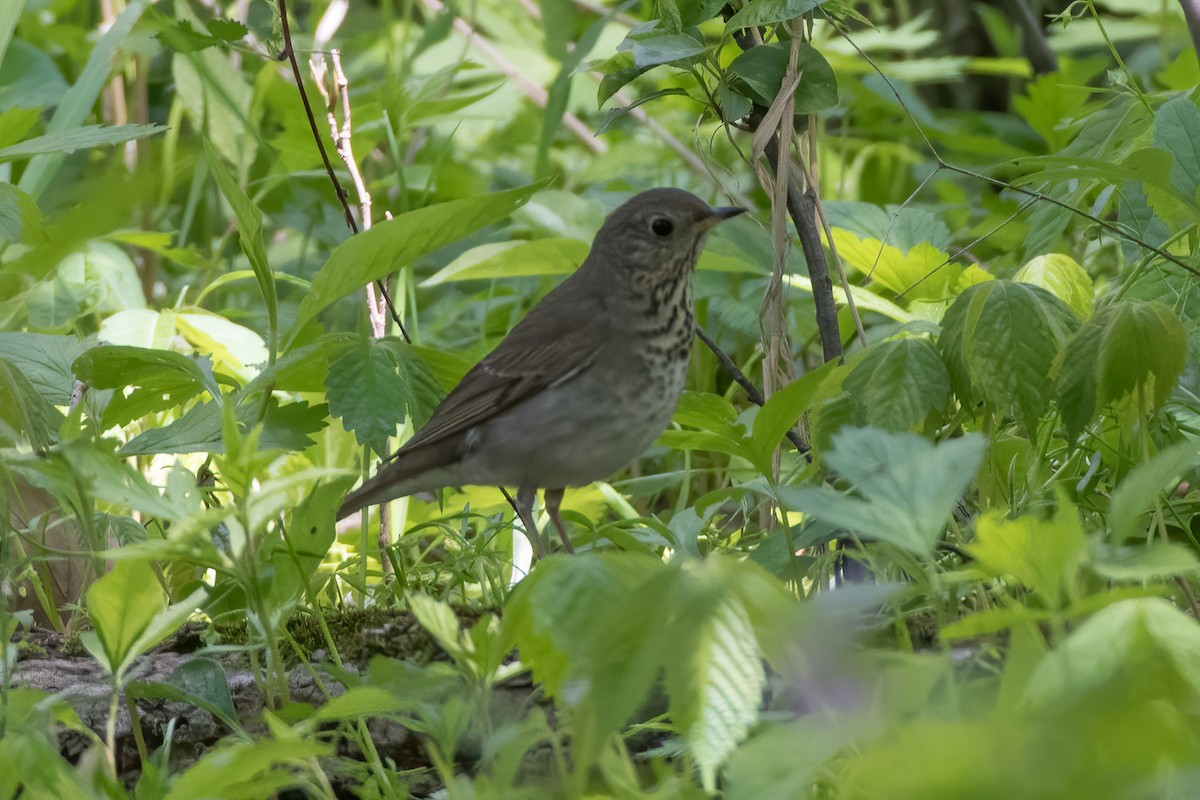 Gray-cheeked Thrush - ML337222521