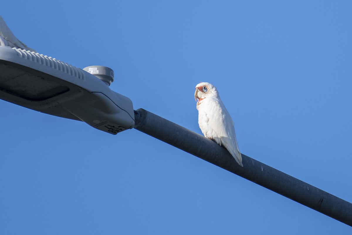 Long-billed Corella - ML337222951