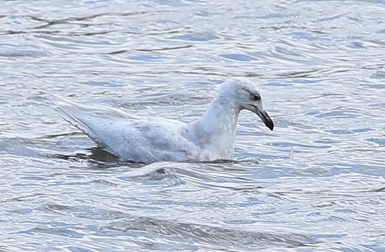 Iceland Gull - Linda Mack