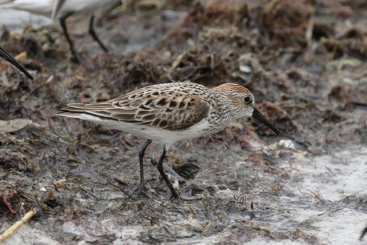 Western Sandpiper - ML337225281