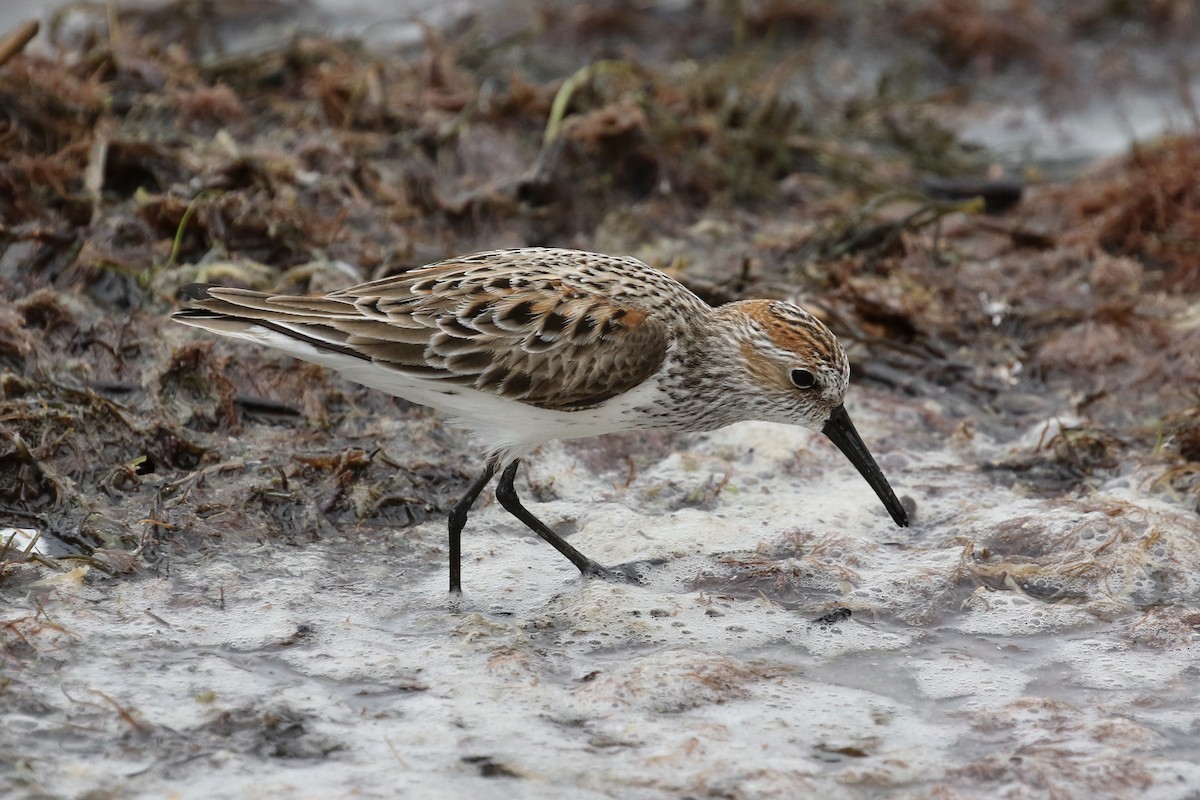 Western Sandpiper - ML337225991