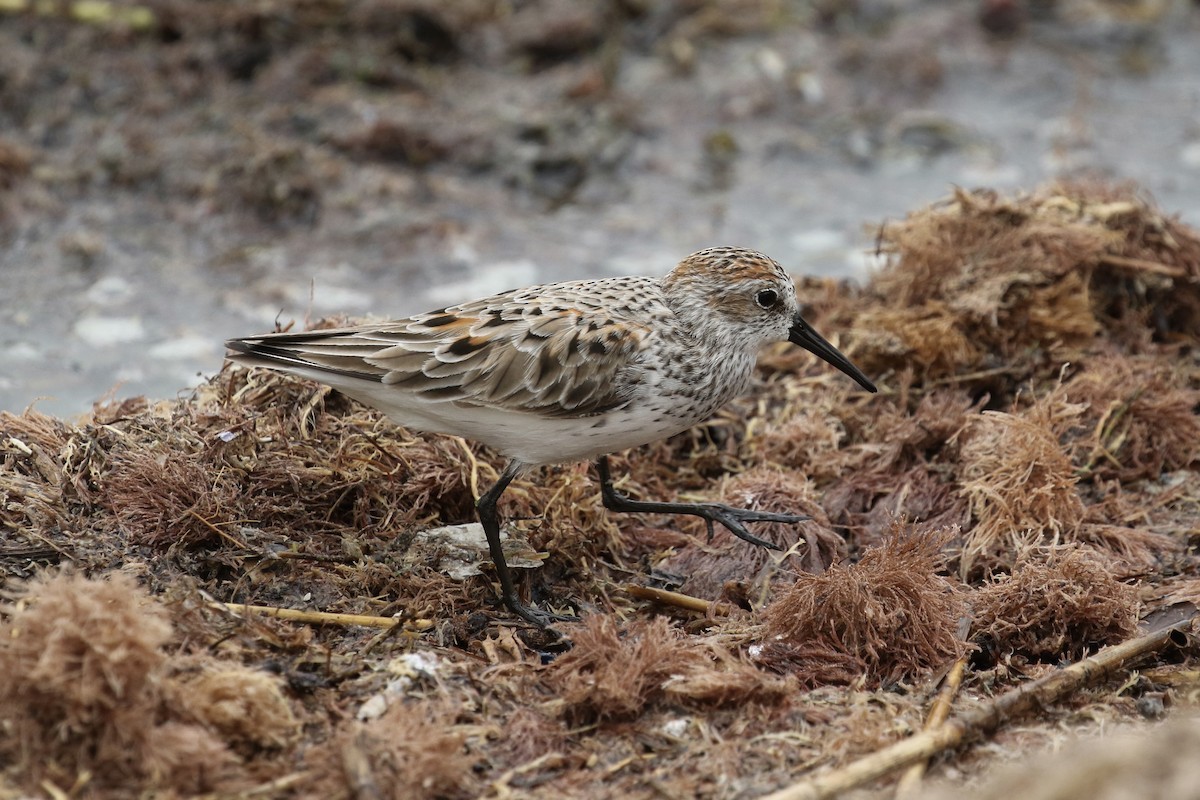 Western Sandpiper - ML337226231