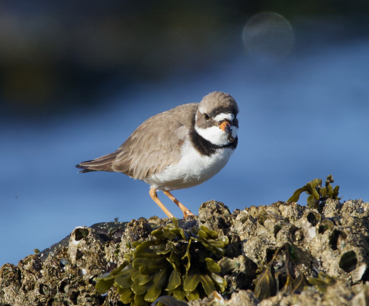Semipalmated Plover - ML337226681