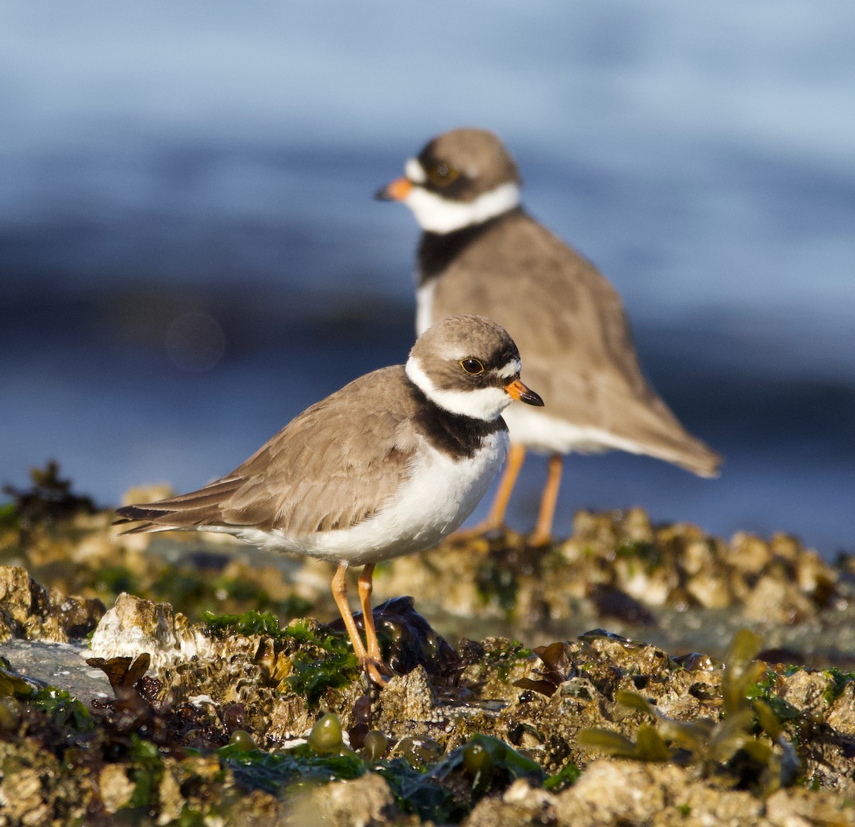 Semipalmated Plover - ML337226691