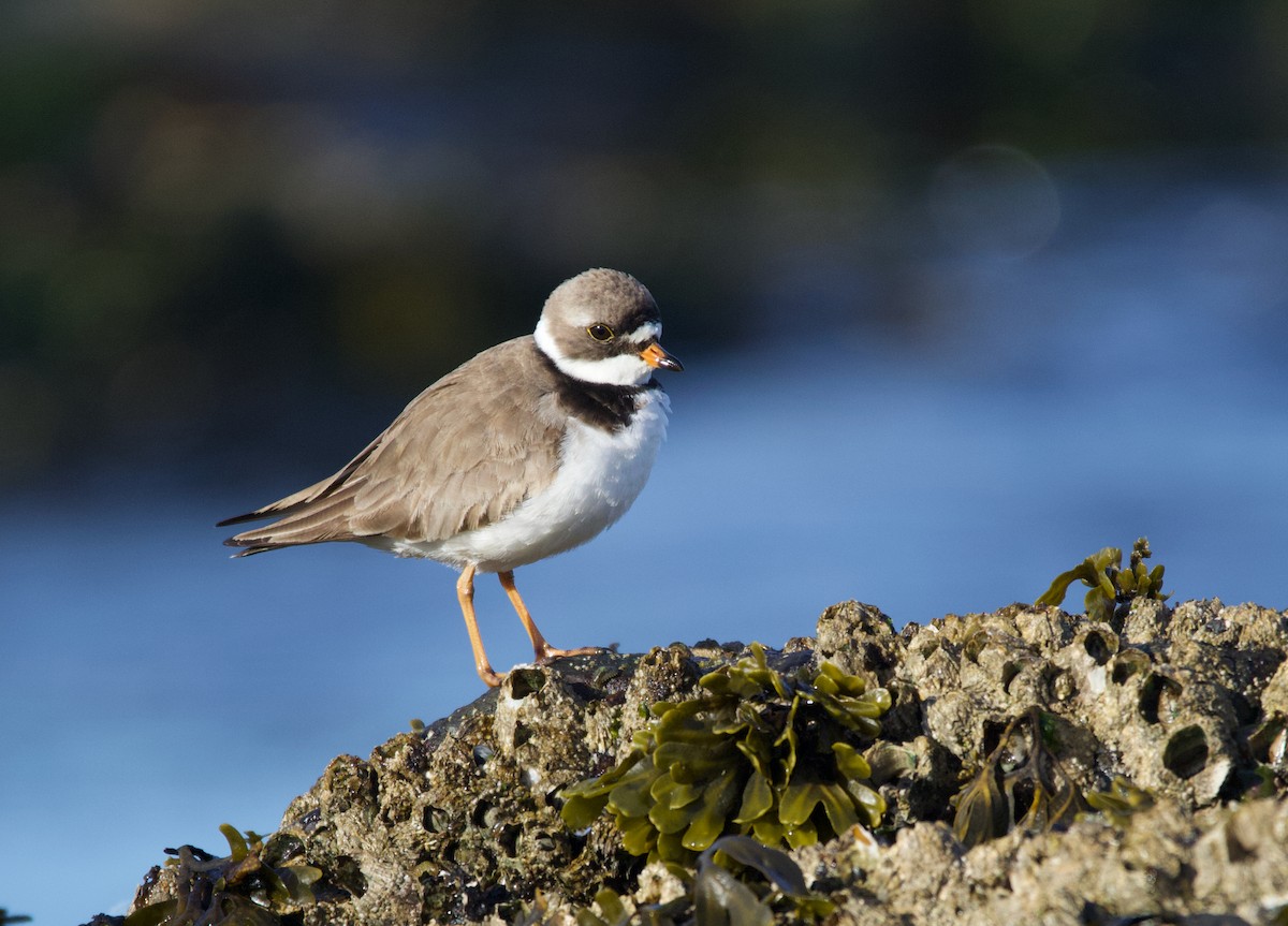 Semipalmated Plover - ML337226731