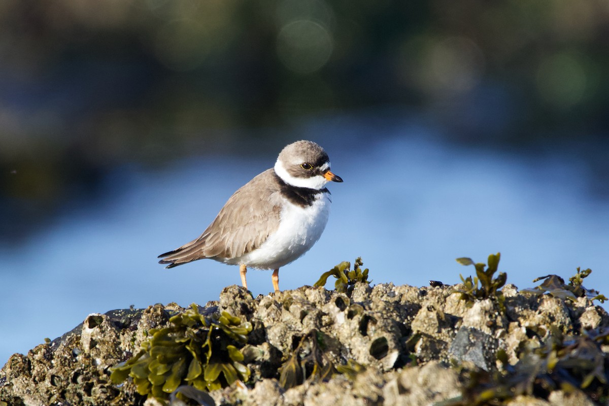 Semipalmated Plover - ML337226741