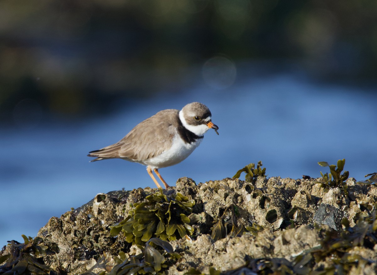 Semipalmated Plover - ML337226771