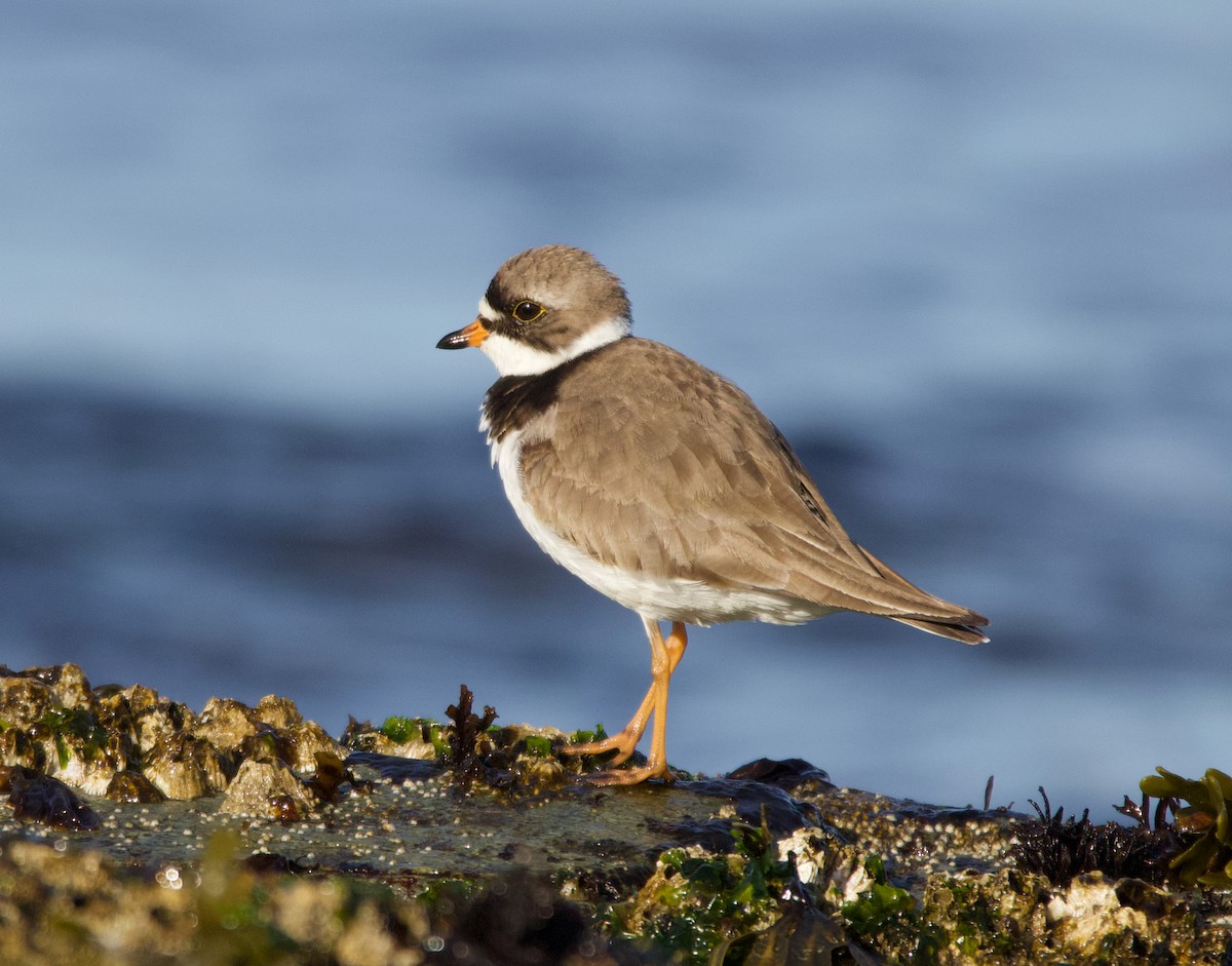 Semipalmated Plover - ML337226781