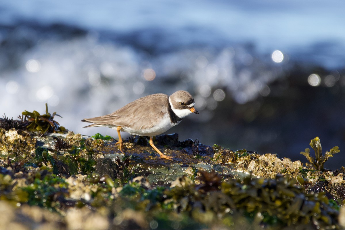 Semipalmated Plover - ML337226891