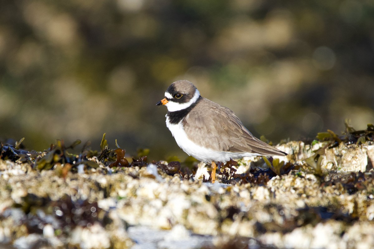 Semipalmated Plover - ML337226901