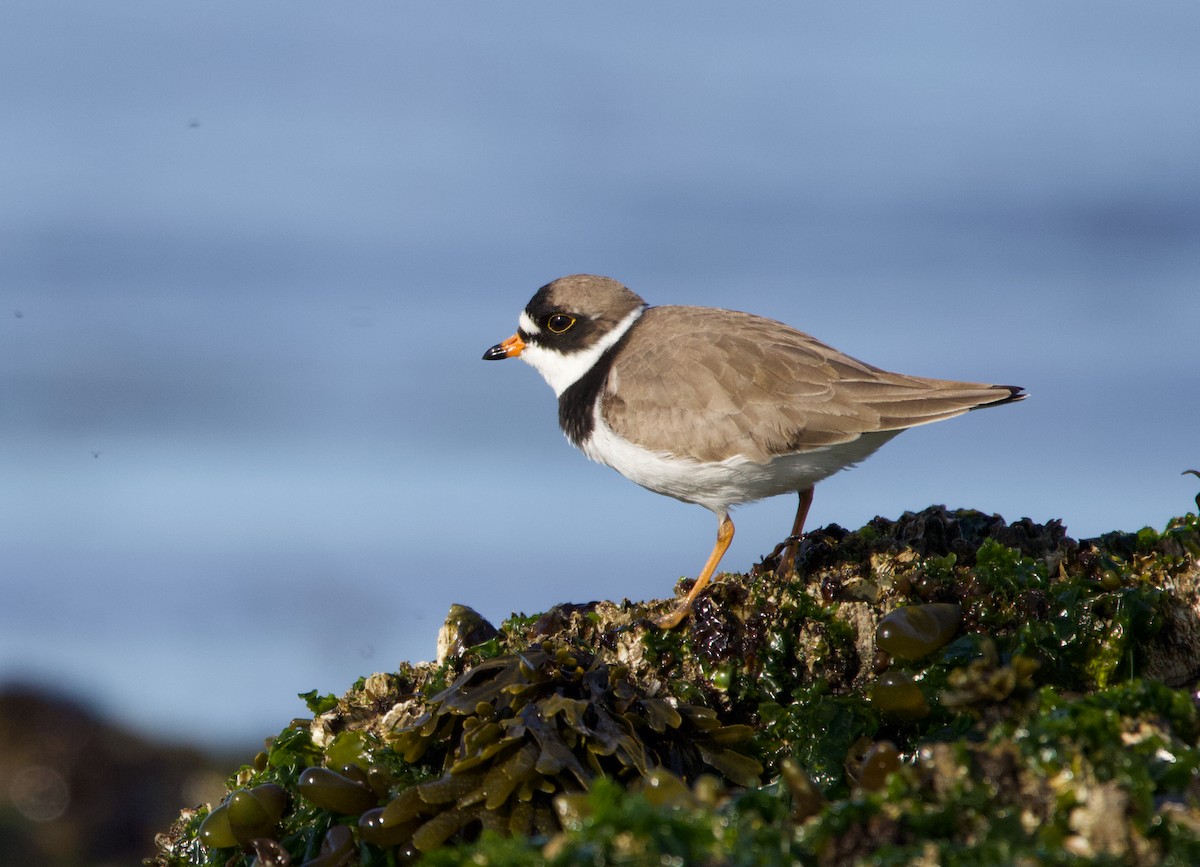 Semipalmated Plover - ML337226921