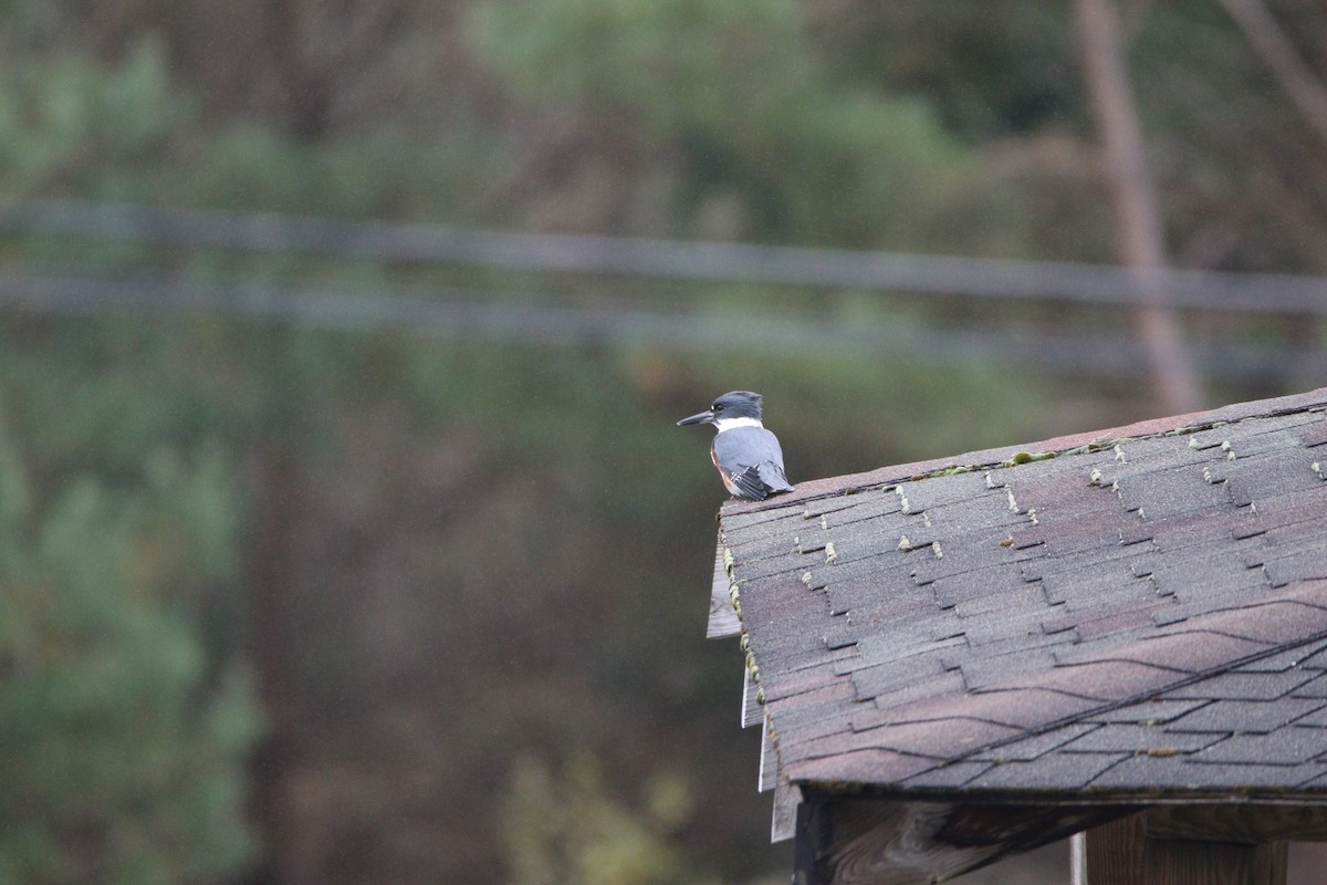 Belted Kingfisher - ML337227241