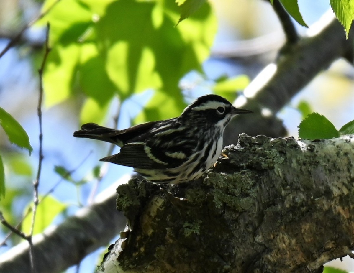 Black-and-white Warbler - ML337228661