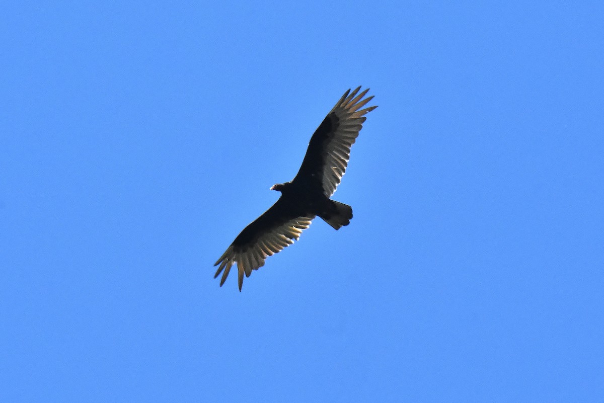 Turkey Vulture - ML337229851