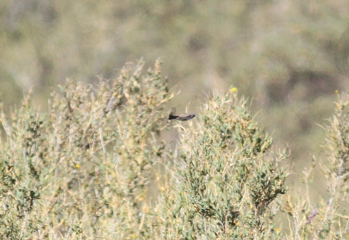 Bell's Sparrow (canescens) - ML337231451