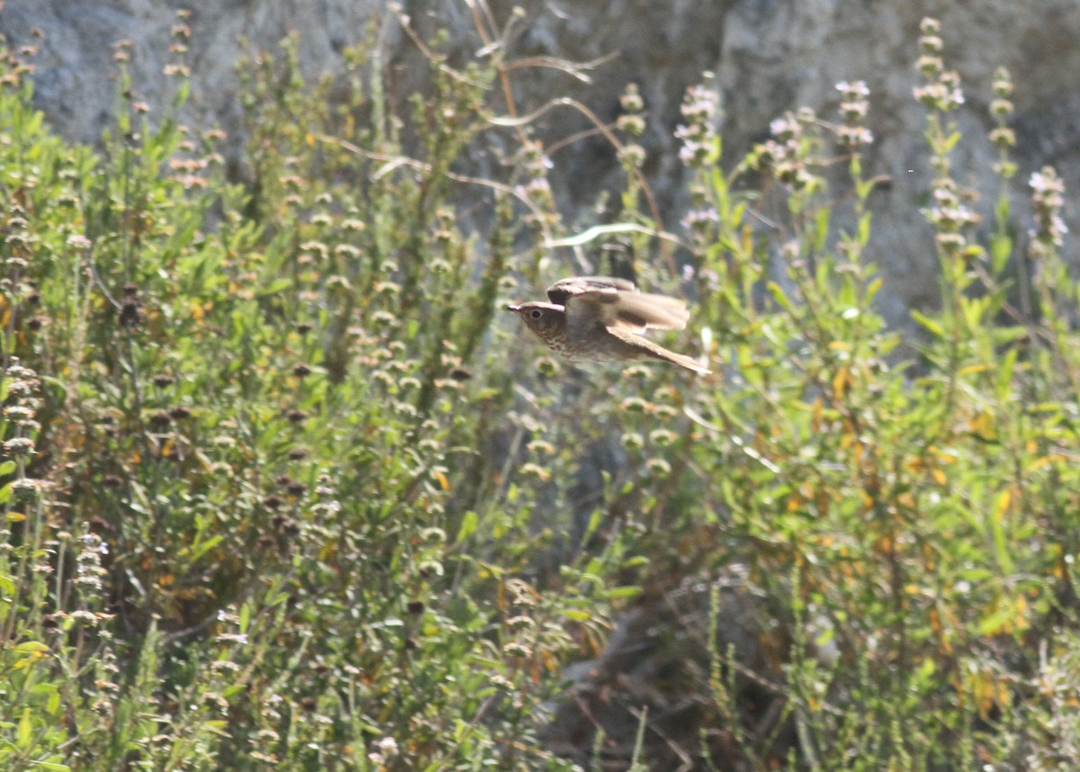 Swainson's Thrush - ML337232171