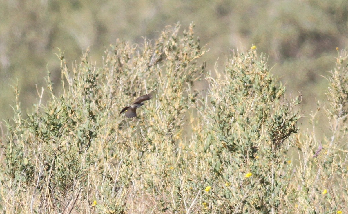 Bell's Sparrow (canescens) - ML337233731