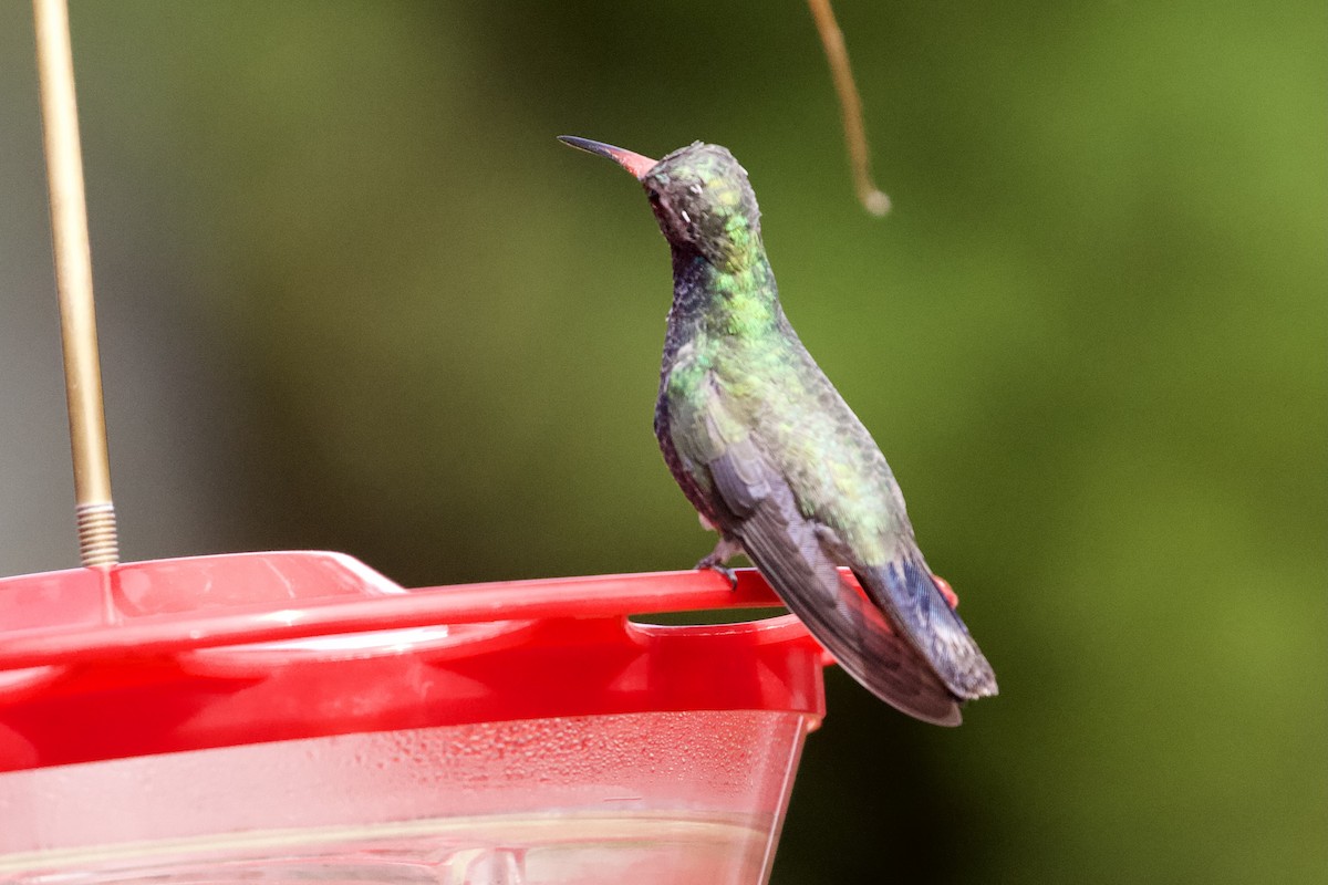 Broad-billed Hummingbird - ML337233801