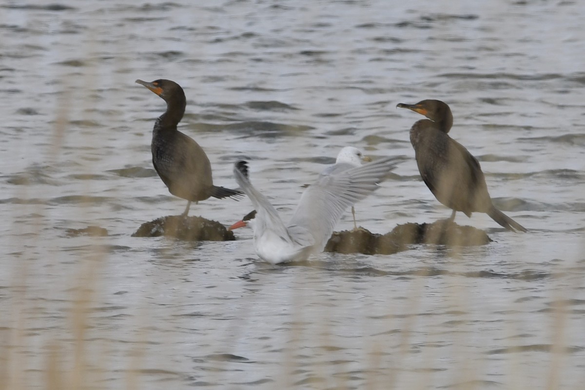 Caspian Tern - ML337233891