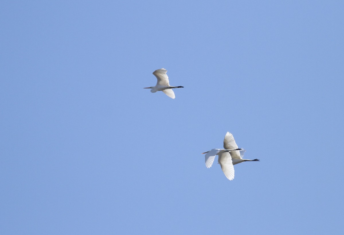 Great Egret - ML337234871