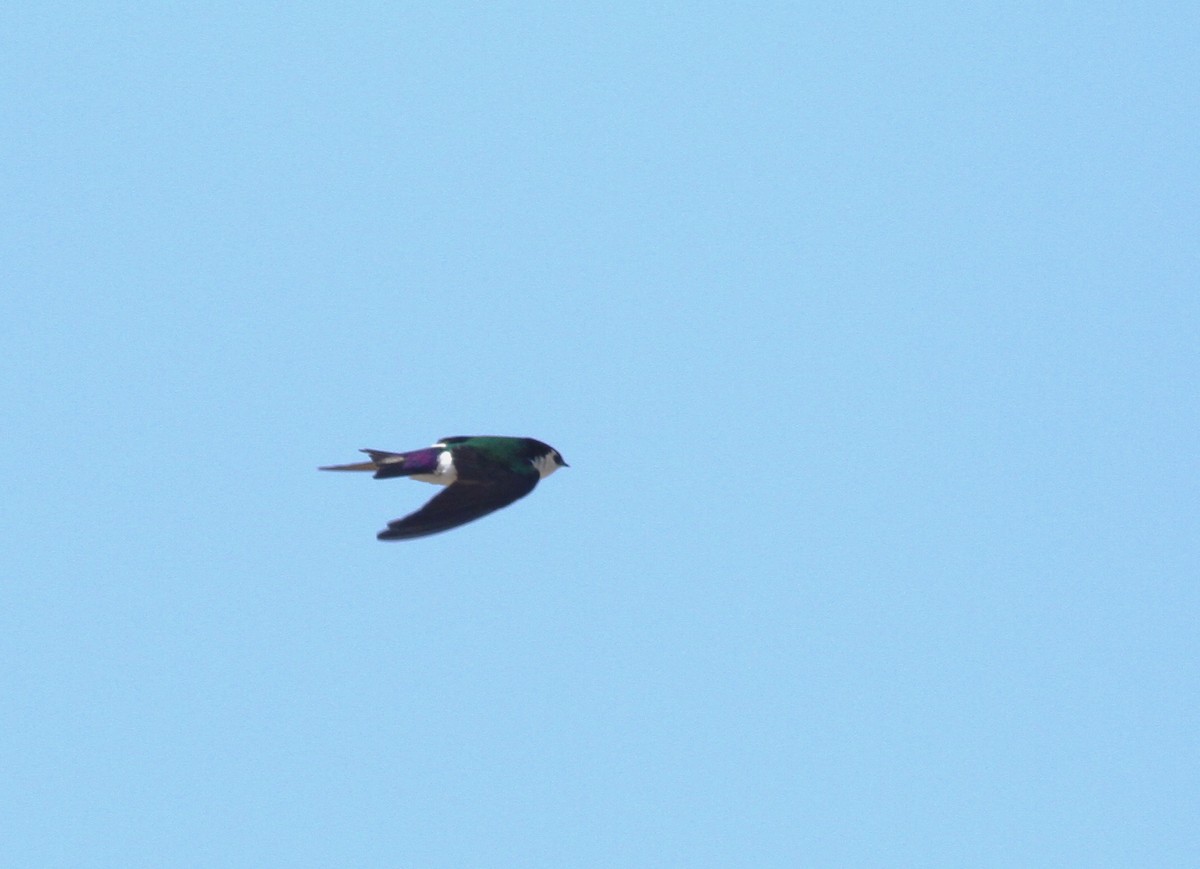 Violet-green Swallow - Ryan Terrill