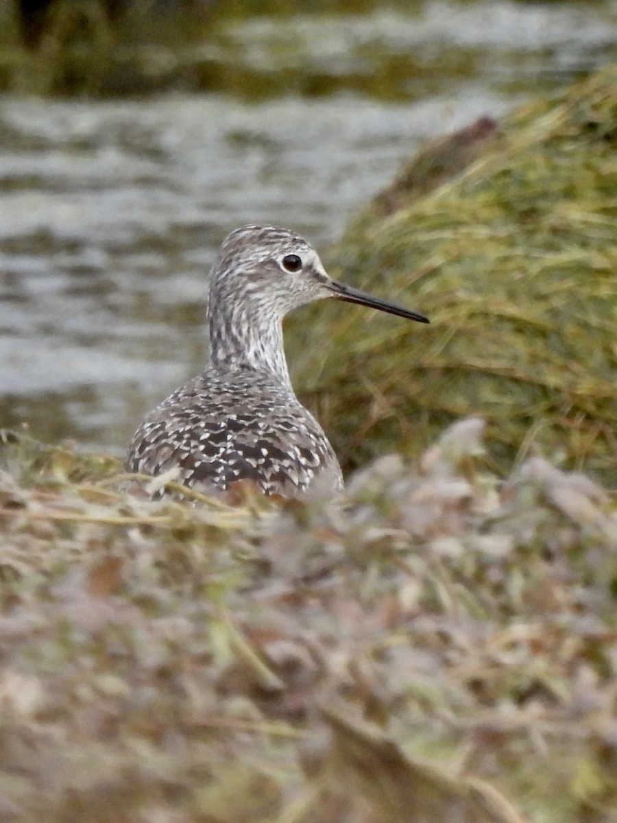 Lesser/Greater Yellowlegs - ML337235421