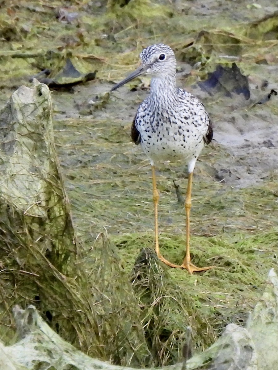 Lesser/Greater Yellowlegs - Sheryl Lazenby