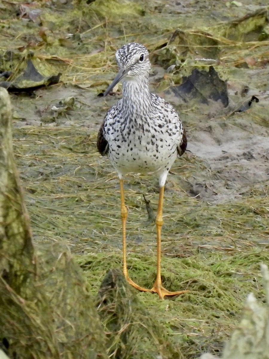 Lesser/Greater Yellowlegs - Sheryl Lazenby