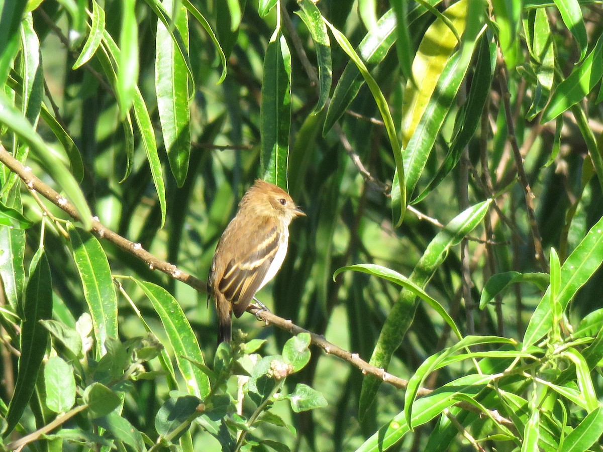 Bran-colored Flycatcher - ML337235741