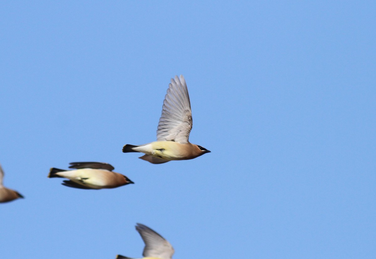 Cedar Waxwing - ML337235911