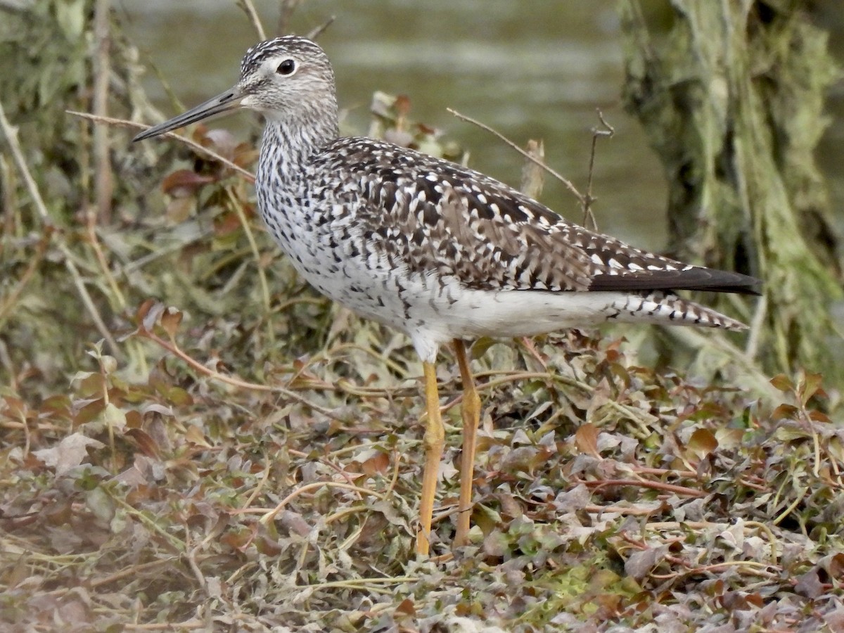 Lesser/Greater Yellowlegs - ML337235921