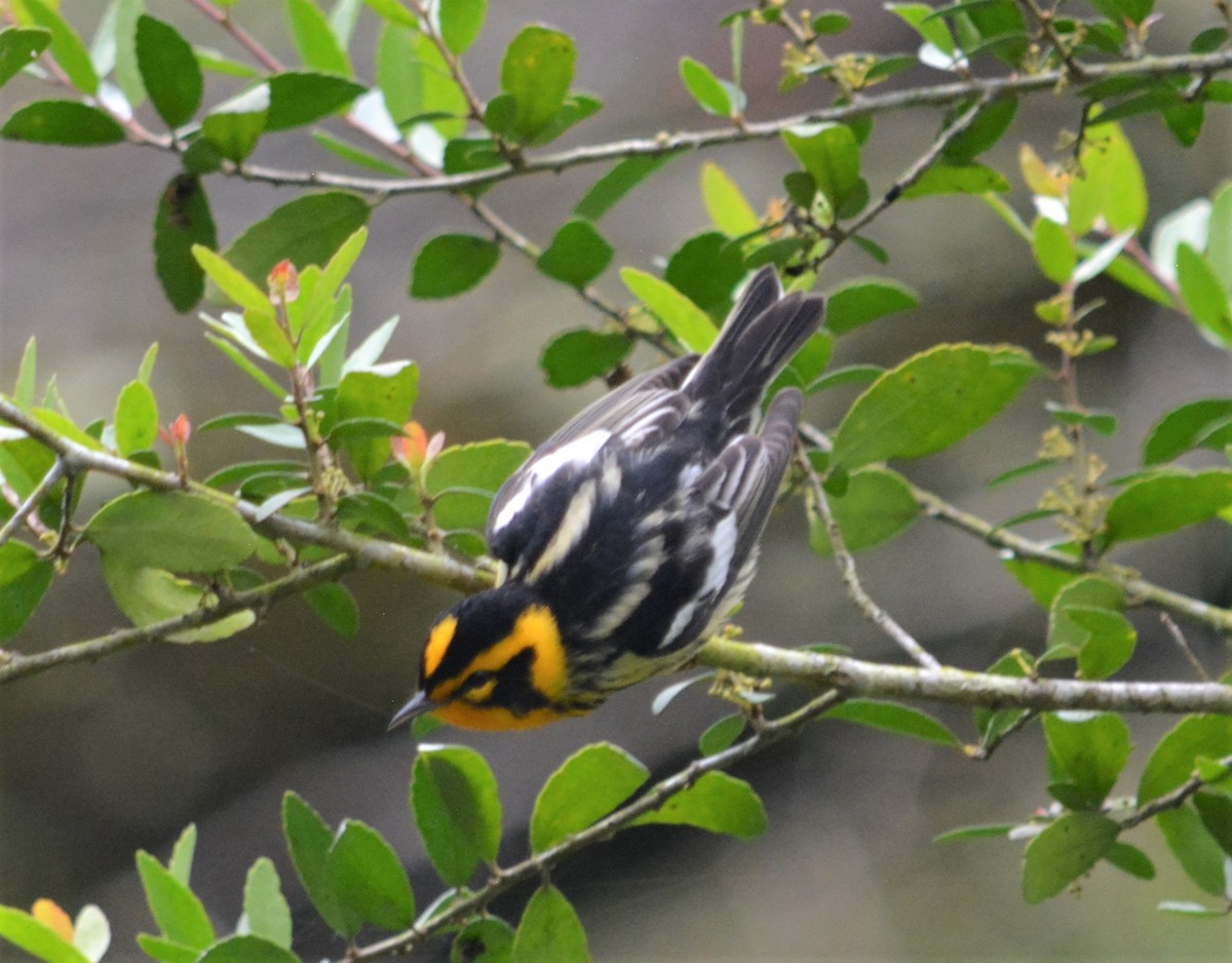 Blackburnian Warbler - Heidi Retherford