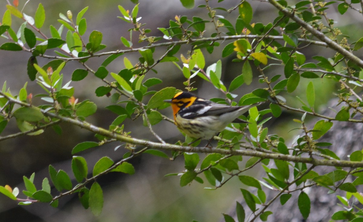 Blackburnian Warbler - Heidi Retherford