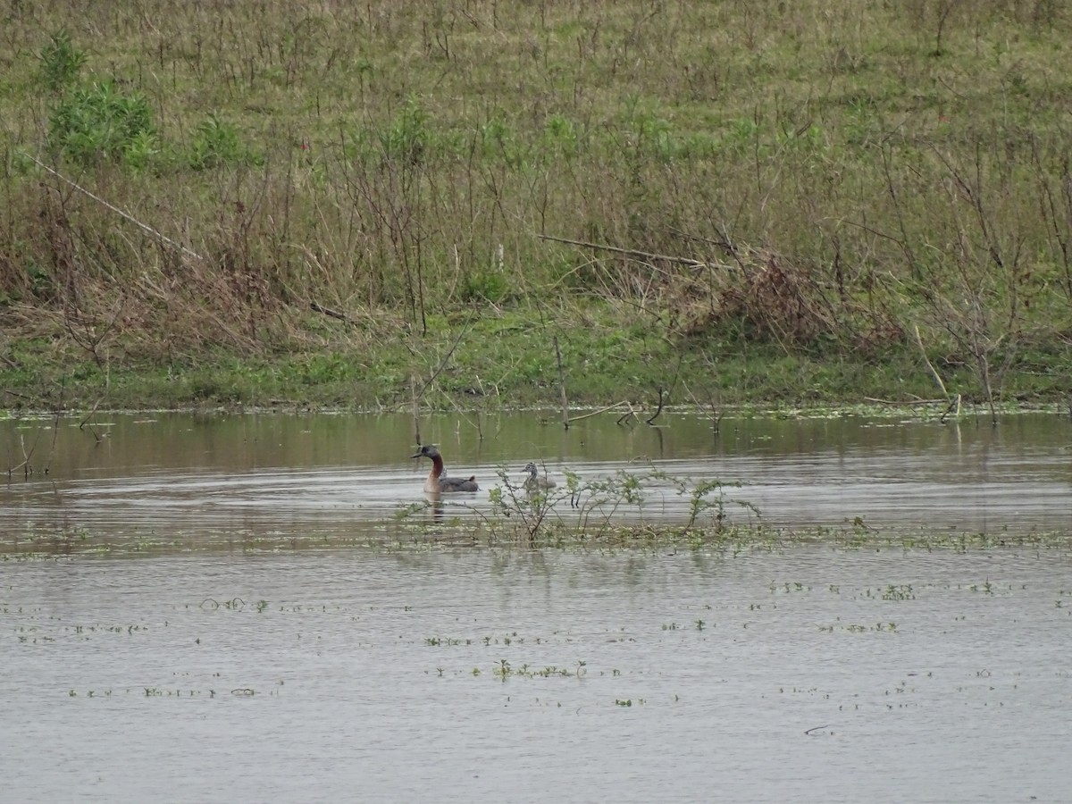 Great Grebe - Andrés de Miguel