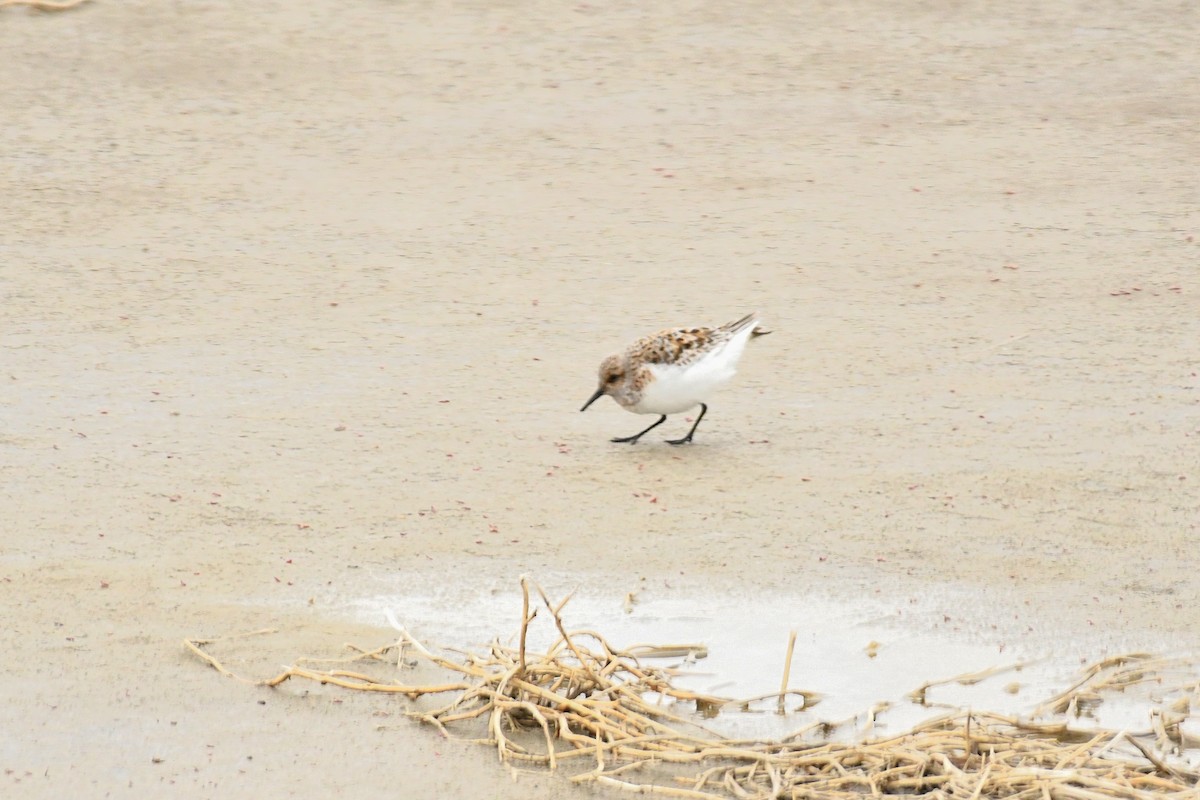 Bécasseau sanderling - ML337238911