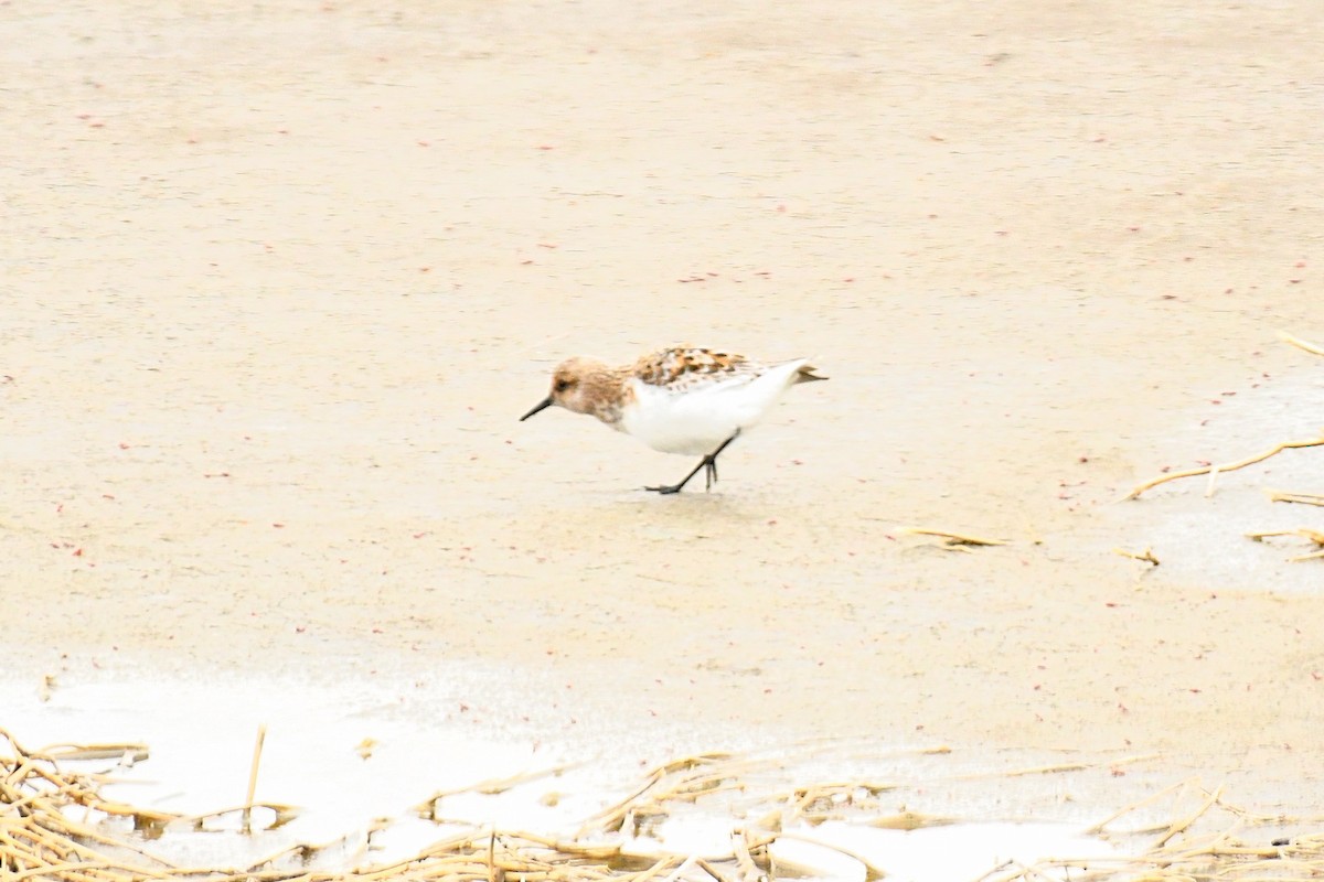 Bécasseau sanderling - ML337238931